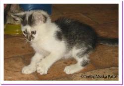 Pilhou, chaton &agrave; adopter