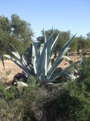 Agave d'Amérique