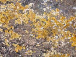 Lichen jaune