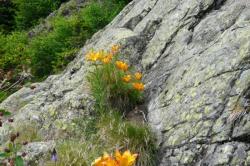 jolies fleurs - via de la cascade alpe du grand serre