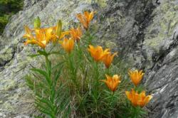 jolies fleurs en plein milieu de la via de la cascade &agrave; l' alpe du grand serre