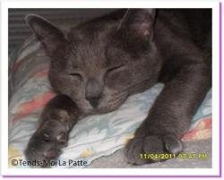 Lili, chartreuse &agrave; adopter