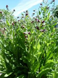 Cynoglossum off.