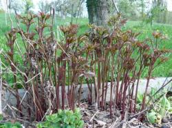 Jeunes pousse de pivoine rouge