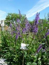 Salvia pratensis