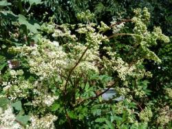 Spirea ulmaria-Reine des prés