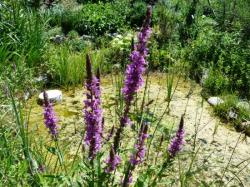 Lithrum salicaria-Salicaire