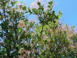 Cotinus coggygria-Arbre à perruques