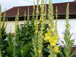 Verbascum densiflorume/V.thapsus-Molène à fleurs denses/Molène thapsus