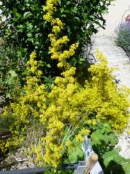 Galium verum-Gaillet jaune
