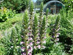 Acanthus spinosus-Acanthe piquante