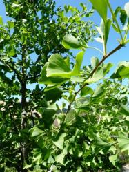 Ginko biloba