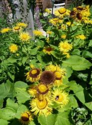 Telekia speciosa-Oeil de boeuf