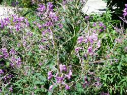 Epilobium angustifolium-Epilobe à feuilles étroites