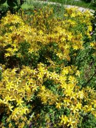 Hypericum perfoliatum-Millepertuis commun