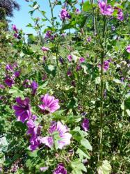 Malvae sylvestris-Grande mauve