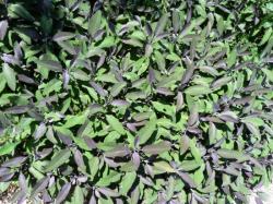 Salvia ssp.-Sauge bicolore verte violette