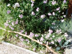 Malva alcea