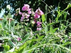 Lathyrus