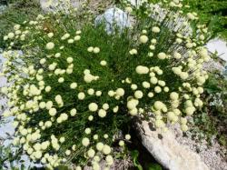 Santolina rosmarinifolia