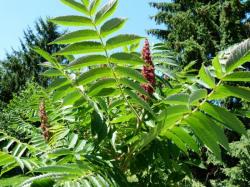 Rhus typhina