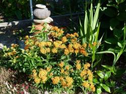 Asclepias tuberosa