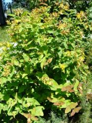 Hypericum androsaemum