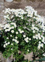 Chrysanthemum partenium