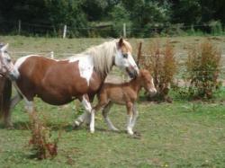 flicka et becka