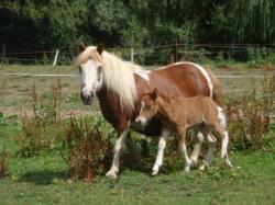 flicka et becka