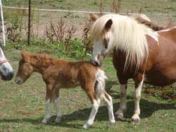 becka et flicka