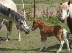jade, becka et flicka