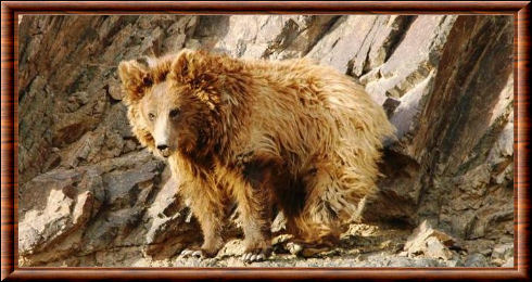 L'ours de Gobi est une sous espèce d'ours brun