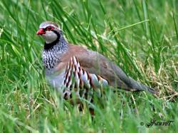 Perdrix rouge