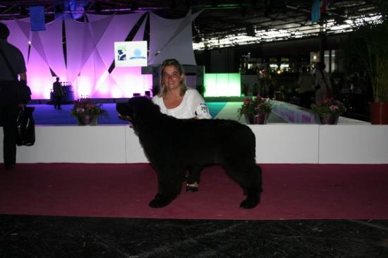 Golden Eyes champion du monde Puppy