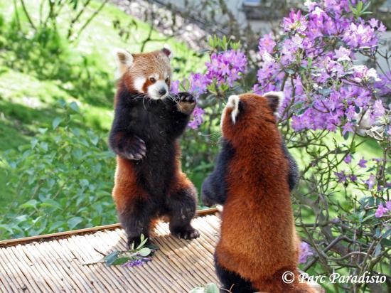 Afficher limage dorigine