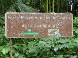 Forêt domaniale 