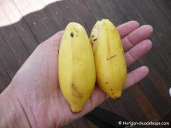 Bananes figues