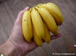 Bananes