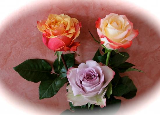 quand matin ouvre rose jardin oubli quand matin ouvre rose jardin oubli