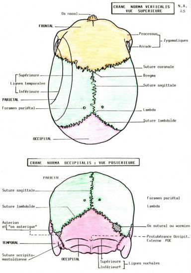 facial l