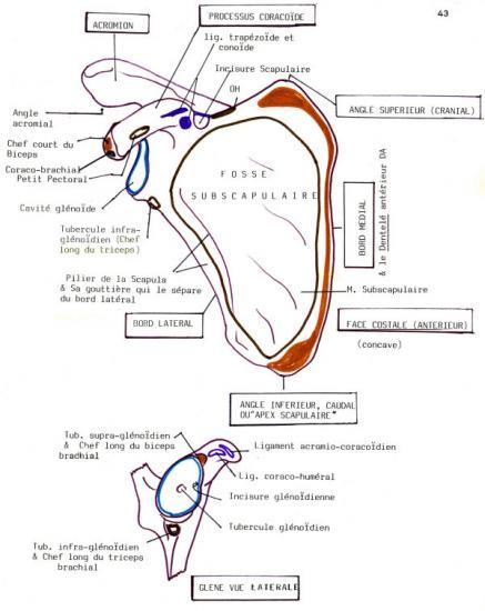 Ceinture Scapulaire Anatomie vrogue.co