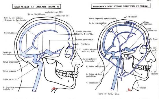 Anastomoses Entre Les Sinus De