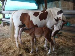 brown et gali