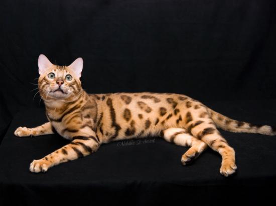 Merlin