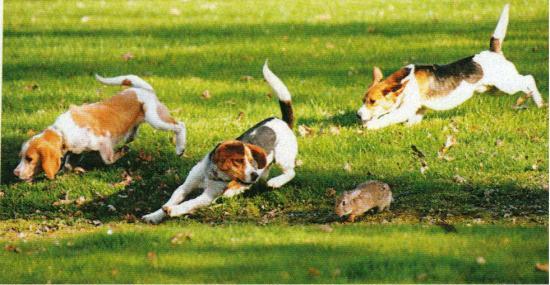 La Chasse aux Chiens Courants La Chasse aux Chiens Courants