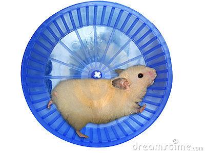 comment apprendre a un hamster a faire de la roue
