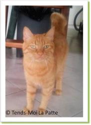 Roucky, chat roux &agrave; adopter Paris