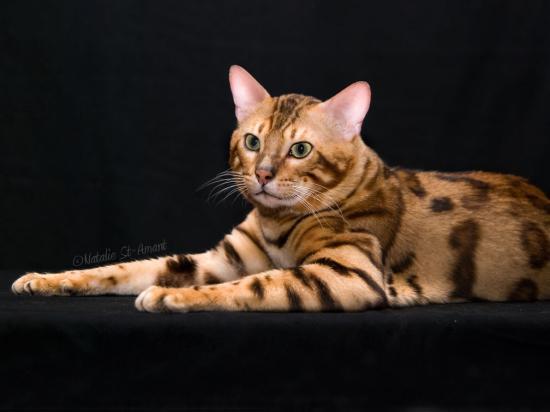 Merlin