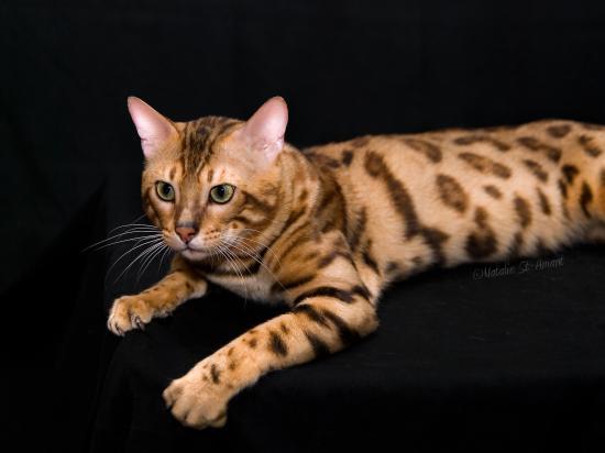 Merlin